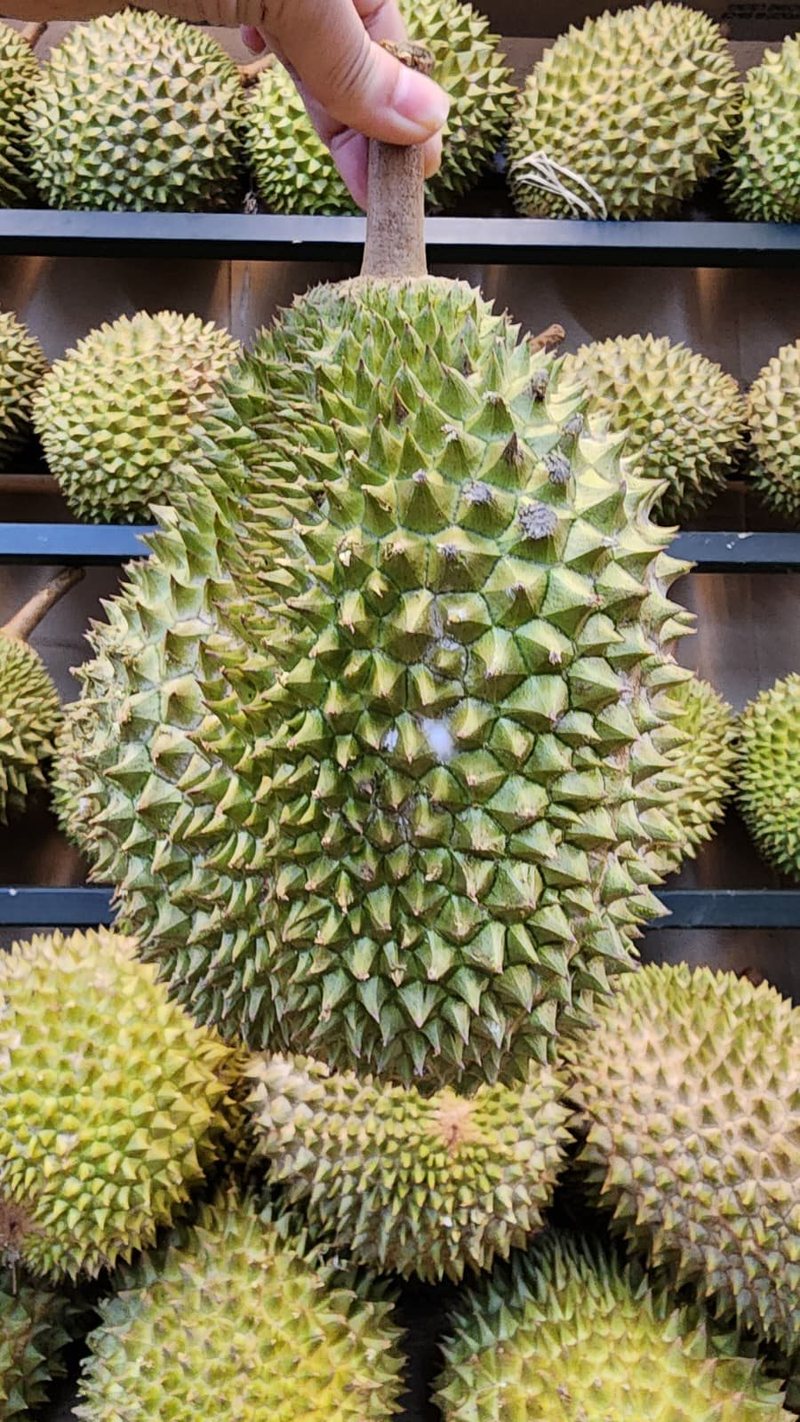 A whole old-tree Pahang MSW durian held up at the stall